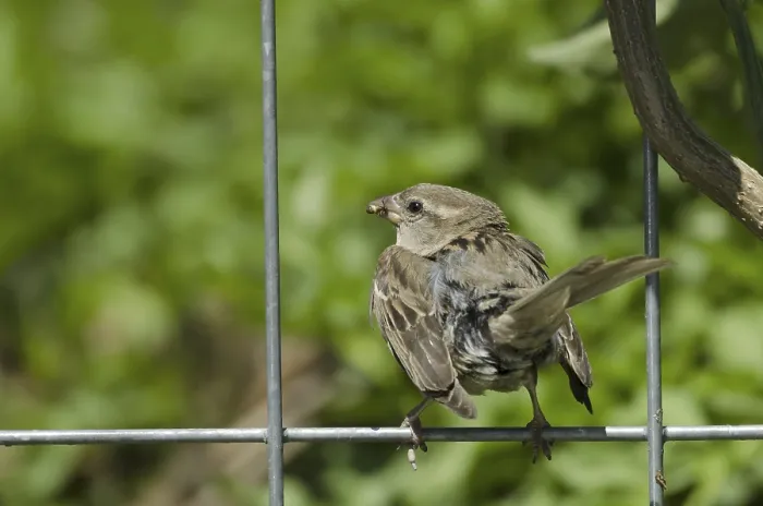 Framed Print : House sparrow, female (Passer domesticus)