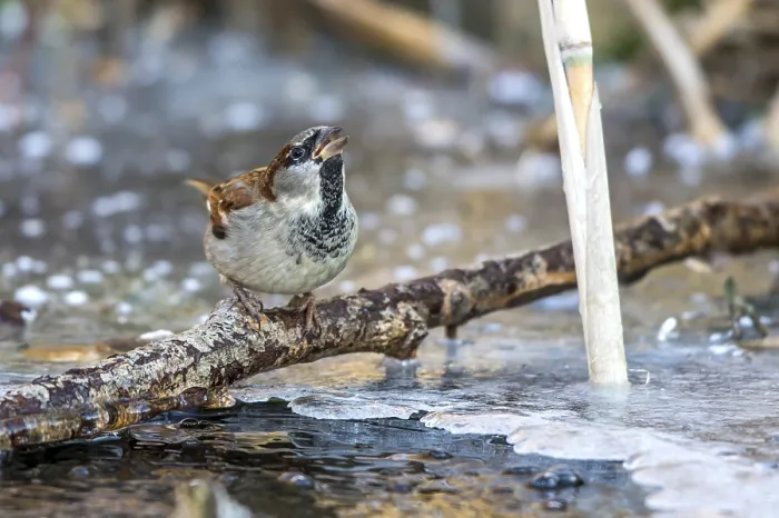 Framed Print : House sparrow - male drinking at the ice hole (Passer domesticus)