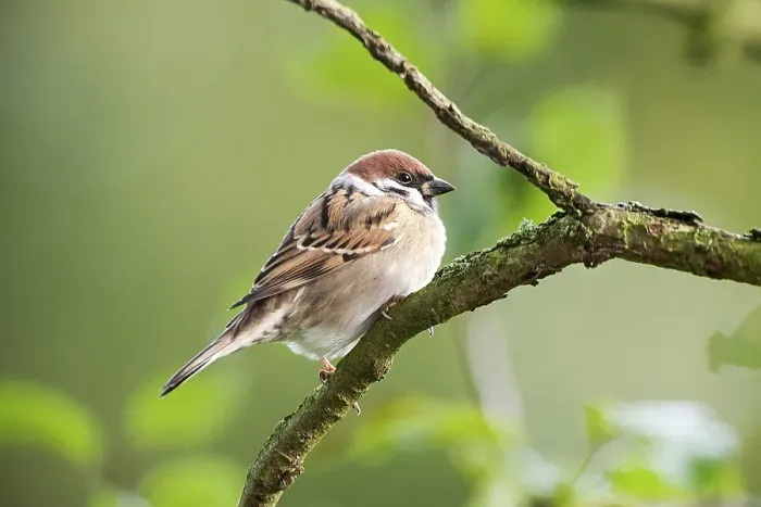 Framed Print : House sparrow (Passer domesticus)