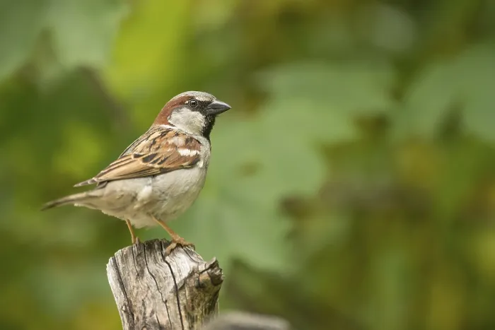 Framed Print : House Sparrow (Passer domesticus) Framed Print : House Sparrow (Passer domesticus)