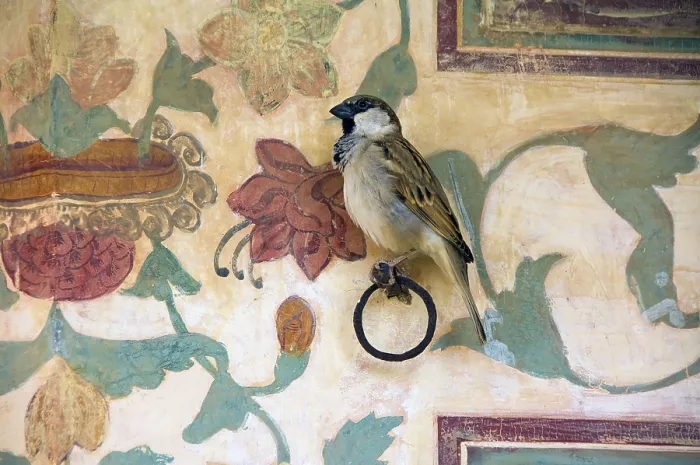 Framed Print : House sparrow (Passer domesticus)