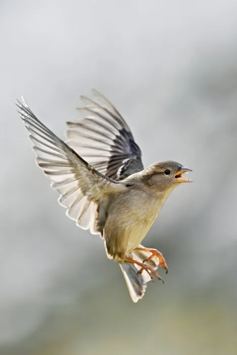 Framed Print : House Sparrow (Passer domesticus)