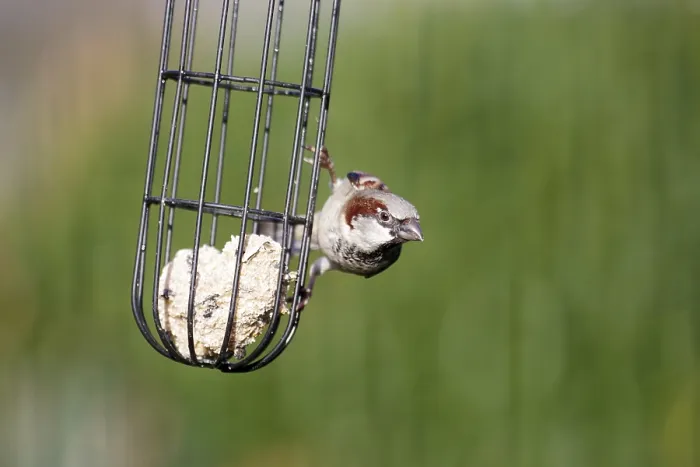 Framed Print : House sparrow (Passer domesticus) Framed Print : House sparrow (Passer domesticus)