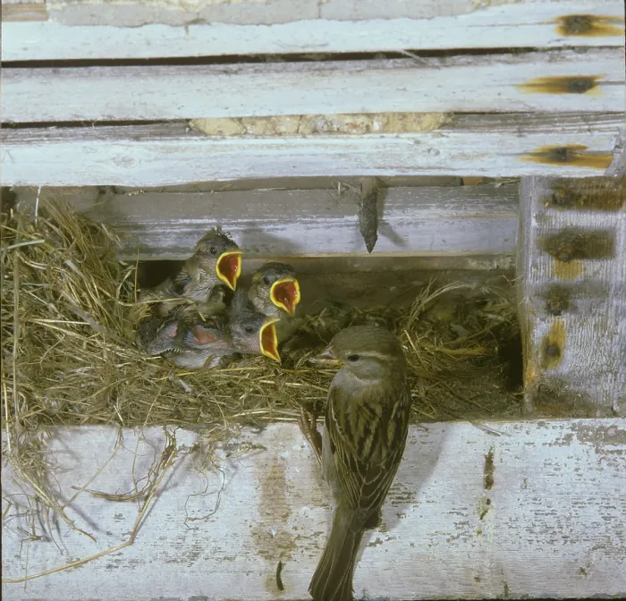 Framed Print : House sparrow (Passer domesticus) Female on nest in building Framed Print : House sparrow (Passer domesticus) Female on nest in building