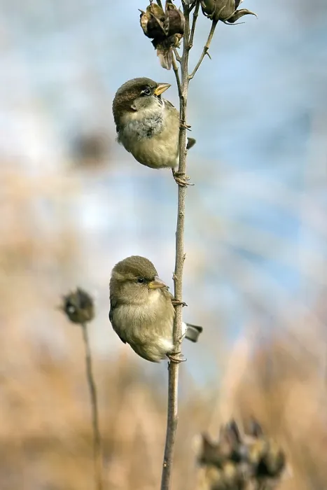 Framed Print : Two house sparrows hanging on one branch