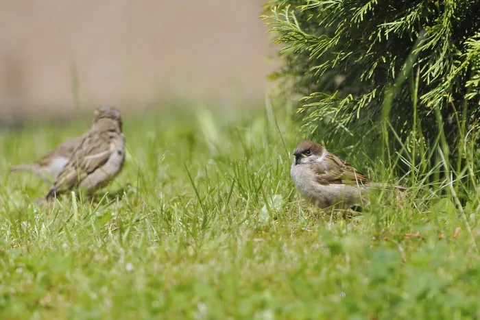 Framed Print : House sparrows and a young tree sparrow in a meadow Framed Print : House sparrows and a young tree sparrow in a meadow