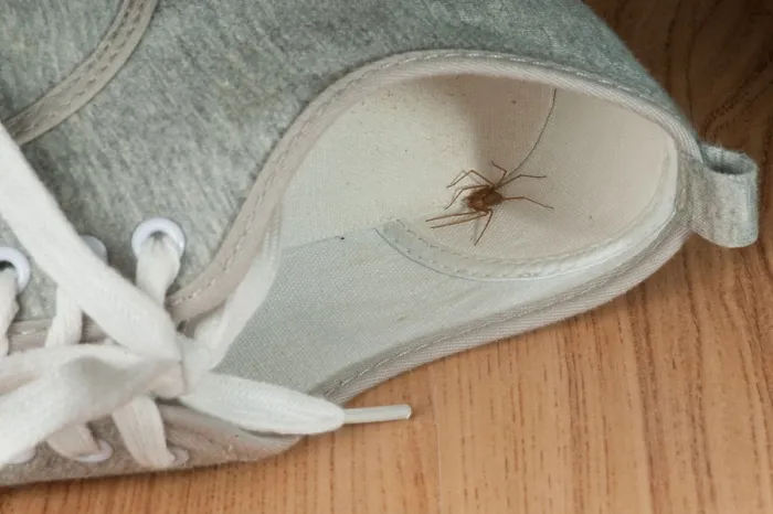 Framed Print : House spider hides in shoe