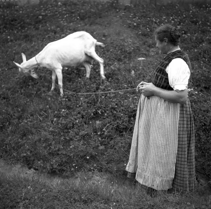 Framed Print : Housewife lets a goat graze on a leash