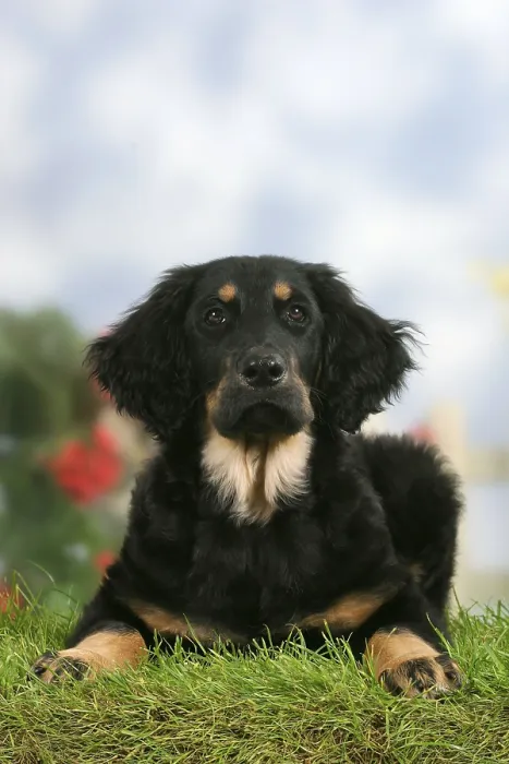 Framed Print : Hovawart, black-marks, puppy, 4 months
