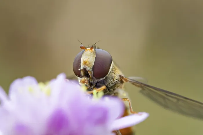 Framed Print : Hoverfly, Episyrphus balteatus