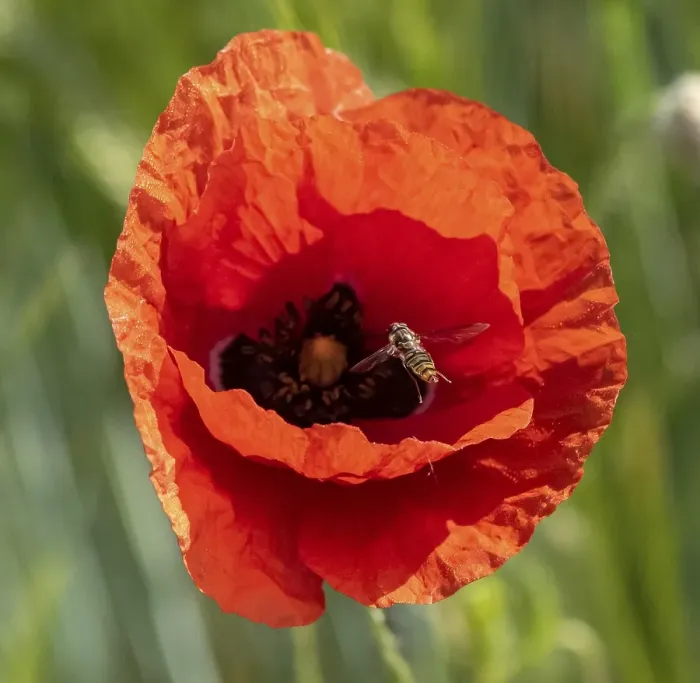 Framed Print : Hoverfly, flowering red poppy (Papaver) in a barley field Framed Print : Hoverfly, flowering red poppy (Papaver) in a barley field