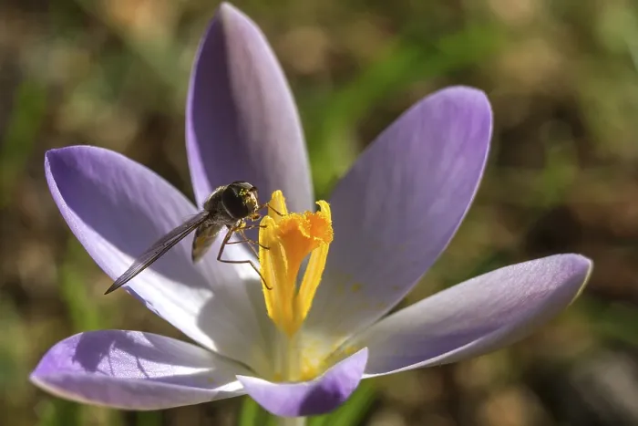 Framed Print : Hoverfly (Syrphidae) sitting on a crocus