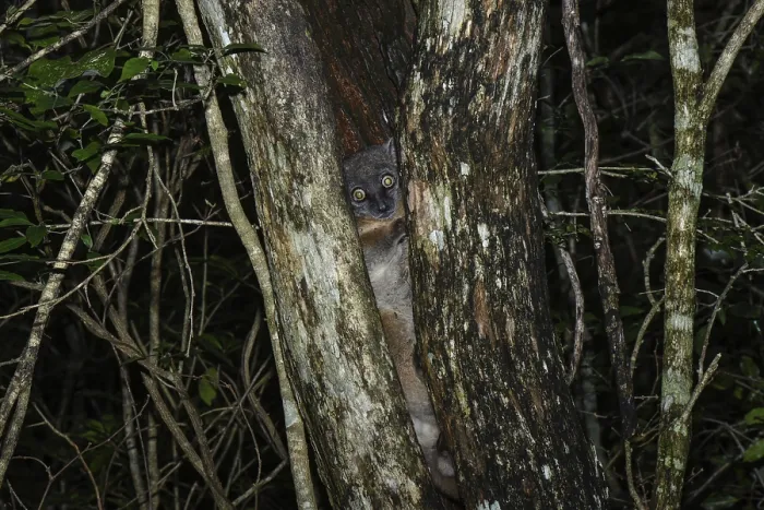 Framed Print : Hubbard's sportive lemur (Lepilemur hubbardorum) between tree trunks Framed Print : Hubbard's sportive lemur (Lepilemur hubbardorum) between tree trunks