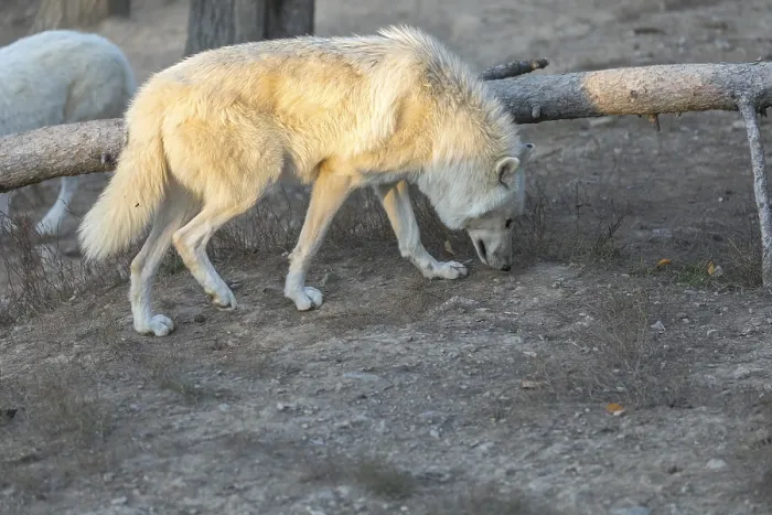 Framed Print : One Hudson Bay wolf (Canis lupus hudsonicus) walking over a dry forest floor