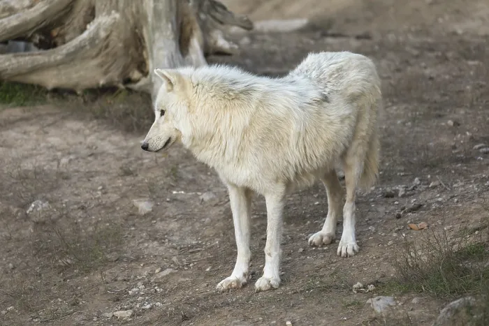 Framed Print : One Hudson Bay wolf (Canis lupus hudsonicus) walking over a dry forest floor