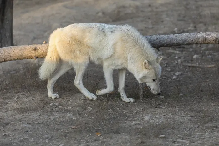 Framed Print : One Hudson Bay wolf (Canis lupus hudsonicus) walking over a dry forest floor Framed Print : One Hudson Bay wolf (Canis lupus hudsonicus) walking over a dry forest floor