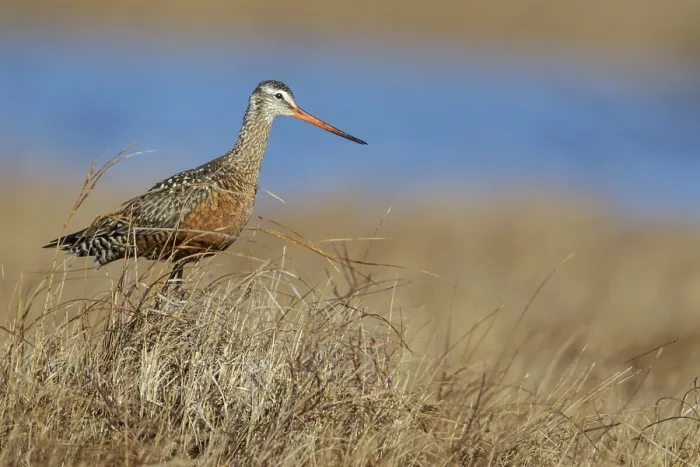 Framed Print : Hudsonian Godwit (Limosa haemastica) perched on the tundra near Churchill