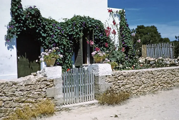 Framed Print : Huebsches, attraktives Haus mit bluehender Virginia-Kriechpflanze, Insel Ibiza, Balearen, Spanien, 1950er Jahre