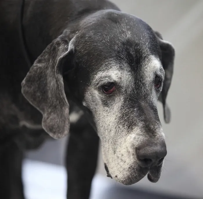 Framed Print : Huge black Great Dane looking, close to