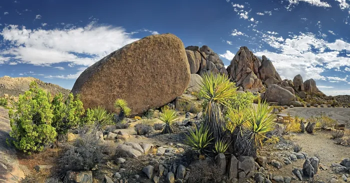 Framed Print : Huge granite rocks of Split Rocks and green Mojave Yucca or Spanish Dagger (Yucca schidigera)