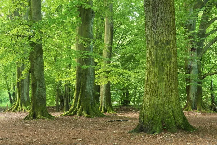 Framed Print : Huge old beeches and oaks with moss-covered roots in a former hut forest
