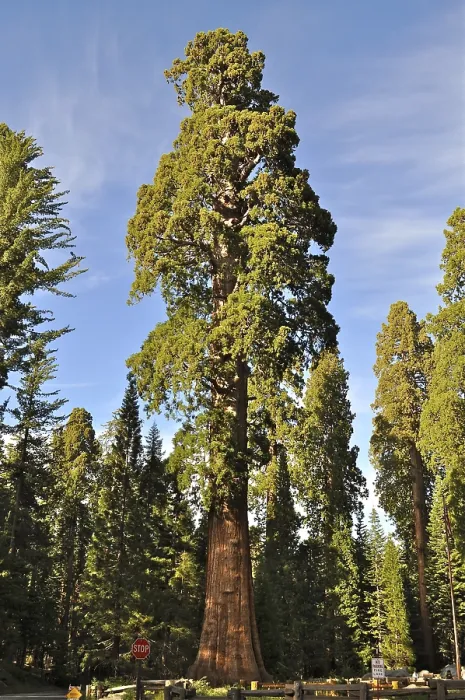 Framed Print : A huge Sequoia tree, giant sequoia (Sequoiadendron giganteum) Framed Print : A huge Sequoia tree, giant sequoia (Sequoiadendron giganteum)