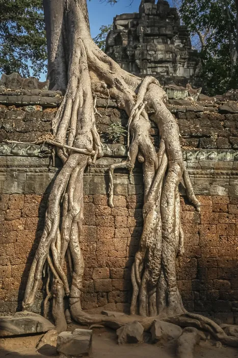 Framed Print : Huge tree engulfing a wall in one of the temples in Angkor Wat complex near Siem Reap in Cambodia