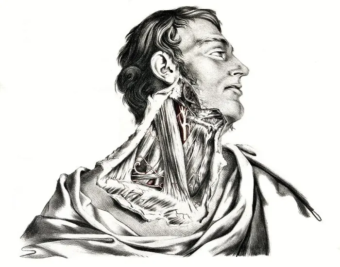 Framed Print : Human anatomy, medicine, the circulatory system