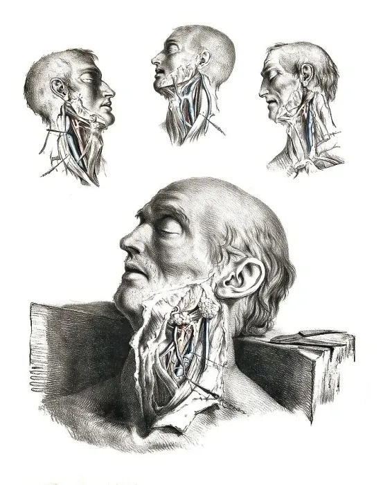 Framed Print : Human anatomy, medicine, the circulatory system Framed Print : Human anatomy, medicine, the circulatory system