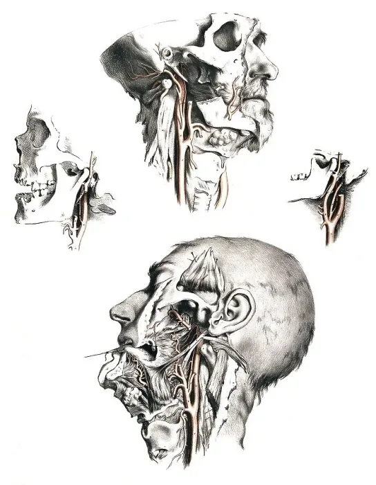 Framed Print : Human anatomy, medicine, the circulatory system Framed Print : Human anatomy, medicine, the circulatory system