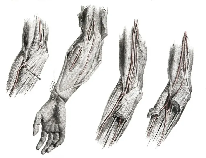 Framed Print : Human anatomy, medicine, the circulatory system