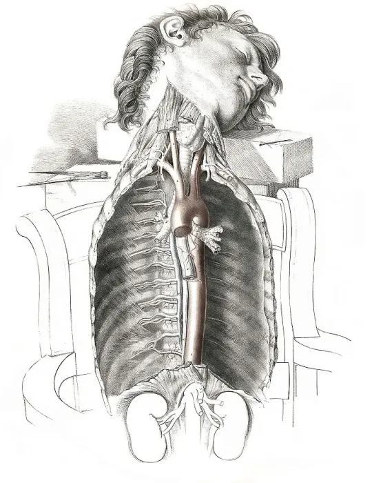 Framed Print : Human anatomy, medicine, the circulatory system