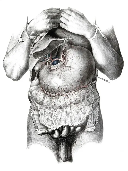 Framed Print : Human anatomy, medicine, the circulatory system Framed Print : Human anatomy, medicine, the circulatory system