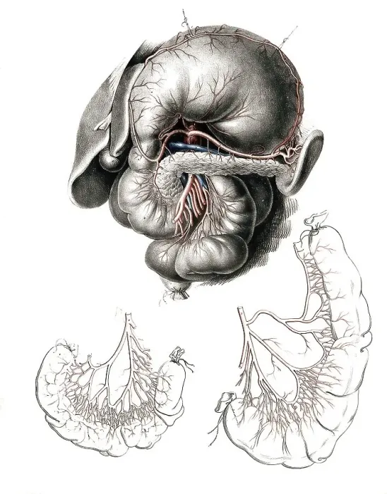 Framed Print : Human anatomy, medicine, the circulatory system