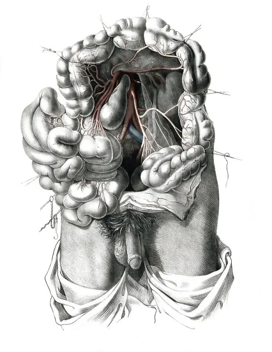 Framed Print : Human anatomy, medicine, the circulatory system Framed Print : Human anatomy, medicine, the circulatory system