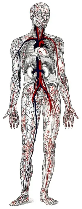 Framed Print : Human blood vessels, historical drawing