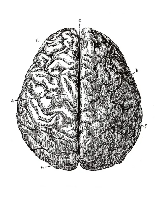 Framed Print : Human brain, anatomical illustration Framed Print : Human brain, anatomical illustration