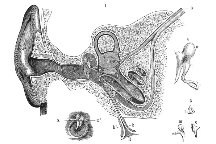 Framed Print : Human ear, anatomical illustration