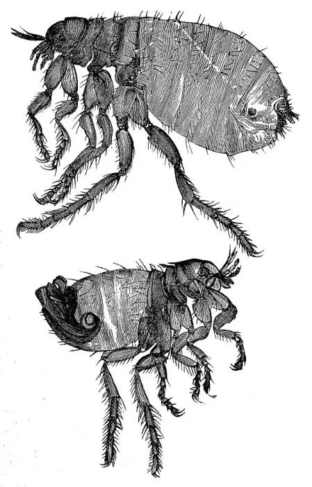 Framed Print : Human flea, female (top) and male (bottom) Framed Print : Human flea, female (top) and male (bottom)