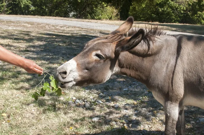 Framed Print : Human hand feeding donkey with twig of green fresh leaves Framed Print : Human hand feeding donkey with twig of green fresh leaves