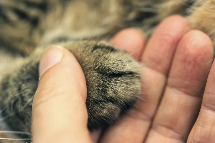 Framed Print : A human hand gently holding a cat's paw Framed Print : A human hand gently holding a cat's paw