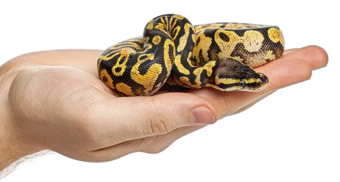 Framed Print : Human hand gently holding a yellow and black patterned ball python Framed Print : Human hand gently holding a yellow and black patterned ball python