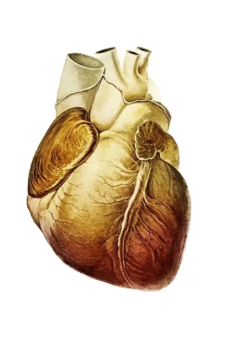 Framed Print : Human heart, illustration