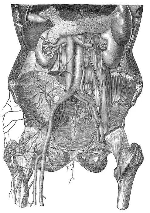 Framed Print : Human intestines, Historic illustration