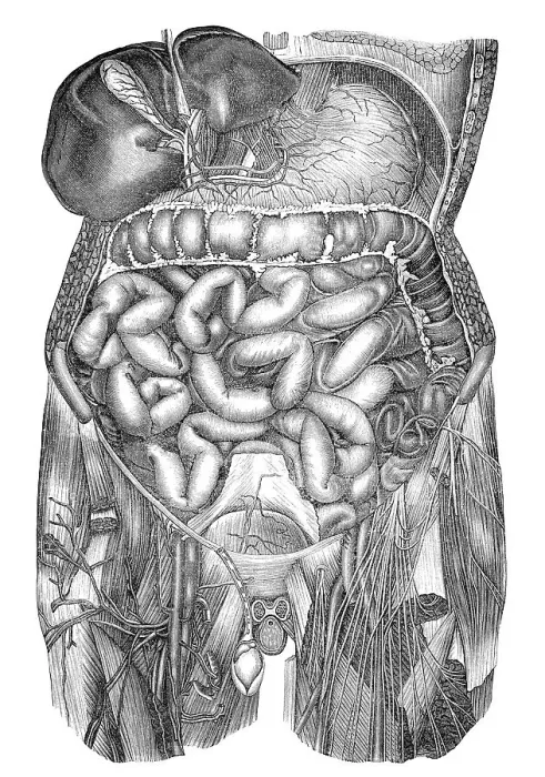 Framed Print : Human intestines, Historic illustration Framed Print : Human intestines, Historic illustration