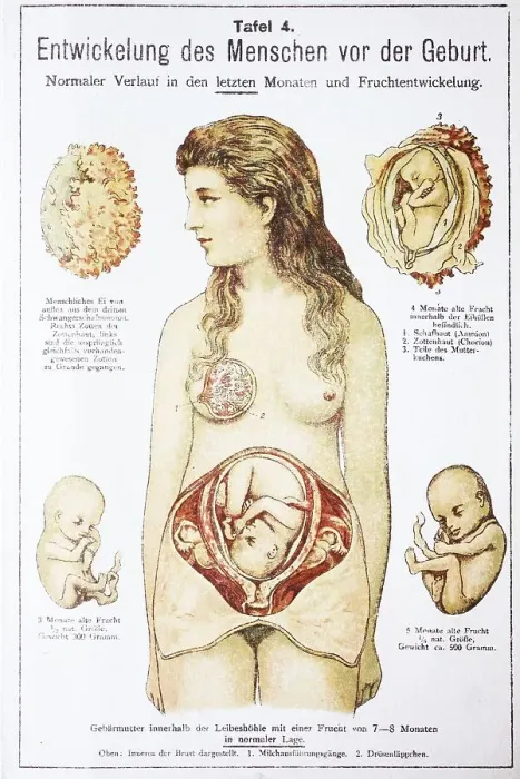 Framed Print : Human pre-birth development in woman