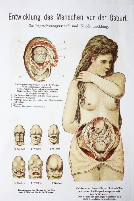 Framed Print : Human pre-birth development in woman
