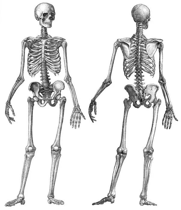 Framed Print : Human skeleton, anatomical drawing, 19th century Framed Print : Human skeleton, anatomical drawing, 19th century