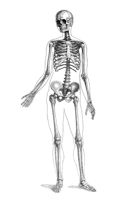 Framed Print : Human skeleton, anatomical illustration Framed Print : Human skeleton, anatomical illustration