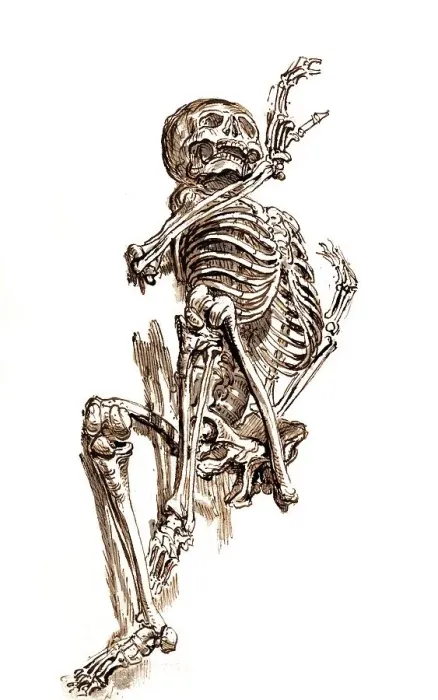 Framed Print : Human skeleton, human anatomy, medicine Framed Print : Human skeleton, human anatomy, medicine